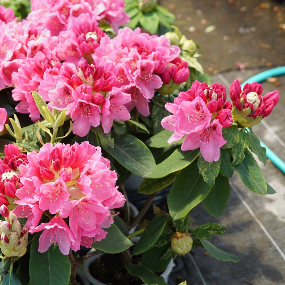 シャクナゲ 銀河 2