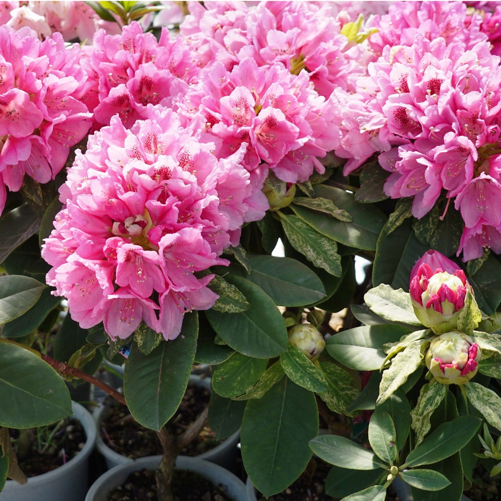 シャクナゲ 銀河 3