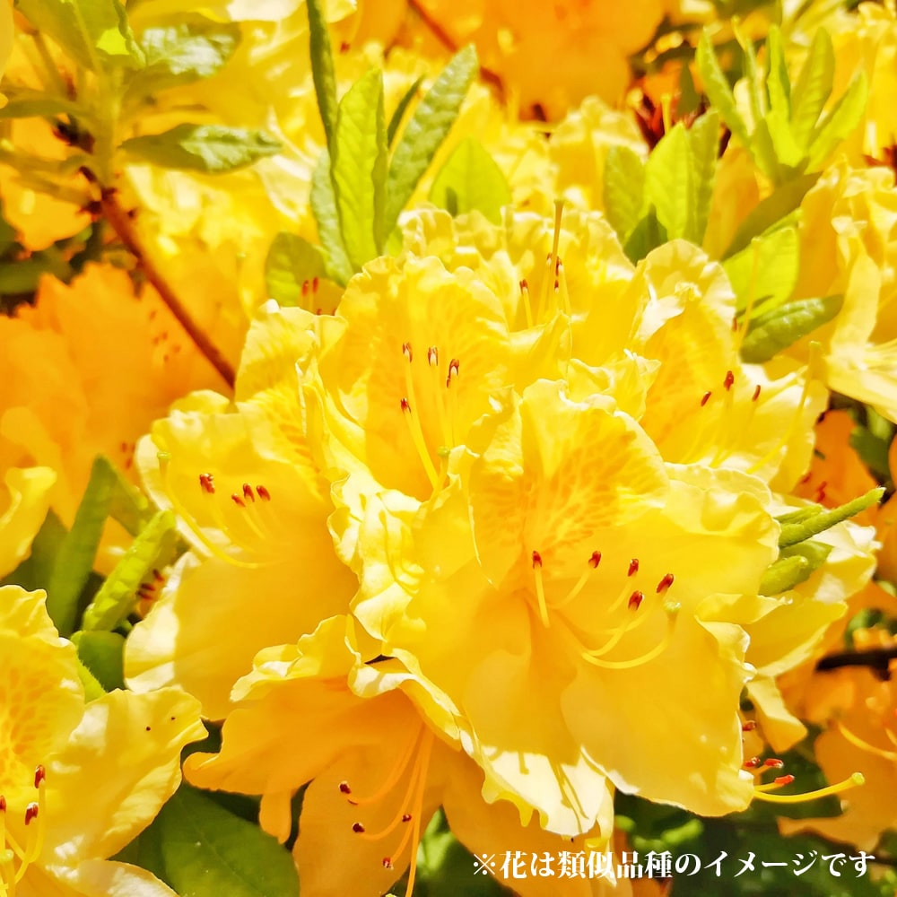 シャクナゲ オージーコメット 