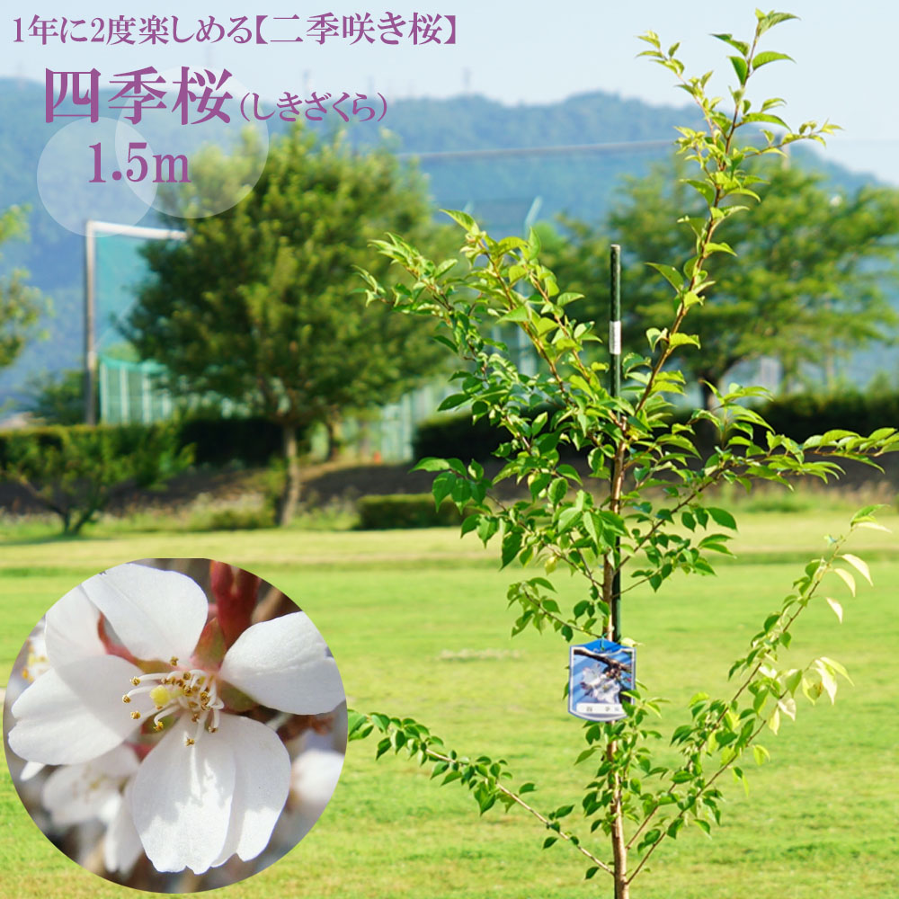 さくら 四季桜 2