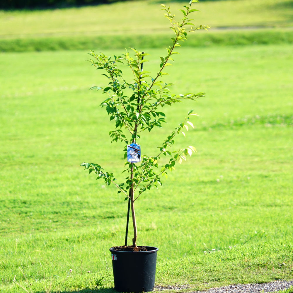 さくら 四季桜 3