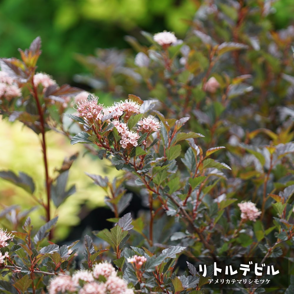 テマリシモツケ リトルデビル 