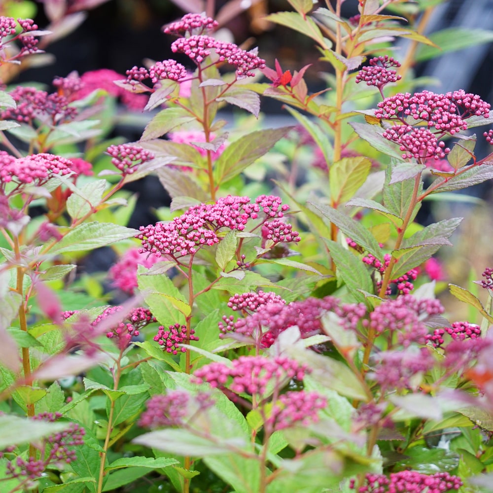 シモツケ プラムタスティック 3