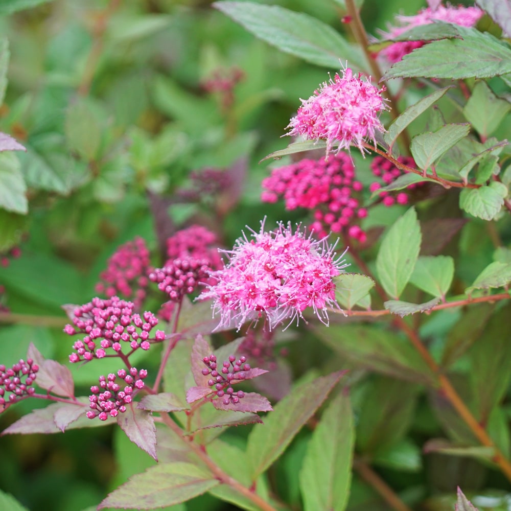 シモツケ プラムタスティック 2