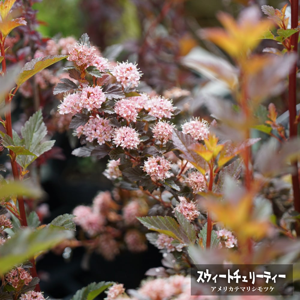 シモツケ スウィートチェリーティー 