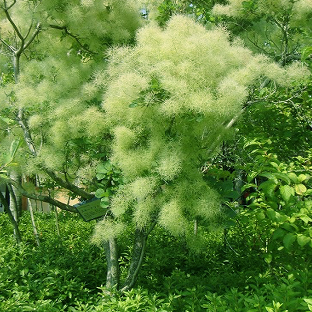 スモークツリー グリーン系 苗 販売 苗木部 By 花ひろばオンライン