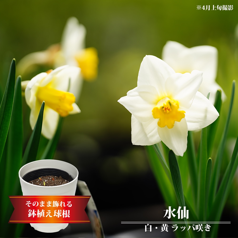 スイセン 白に黄色 ラッパ咲き 
