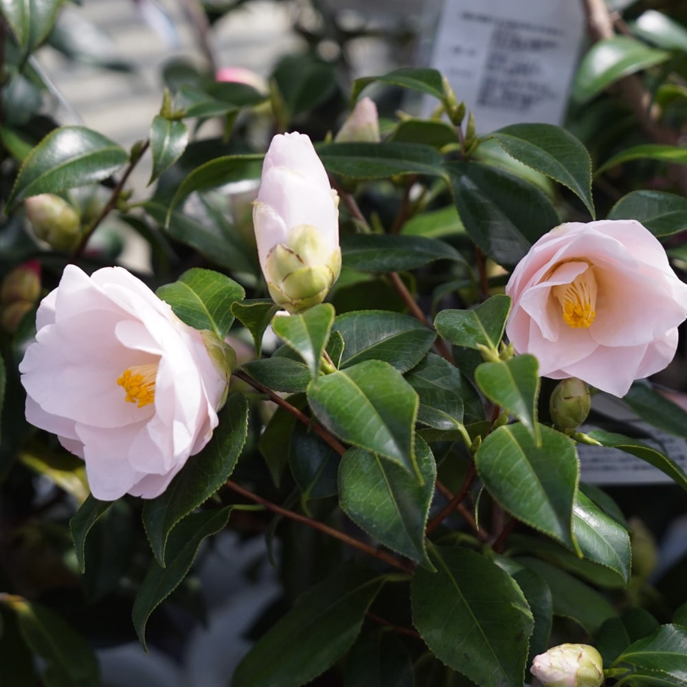 椿 羽衣 苗 販売 苗木部 By 花ひろばオンライン