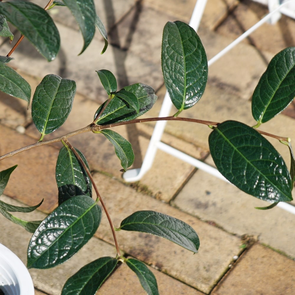 椿 グランサム椿 2