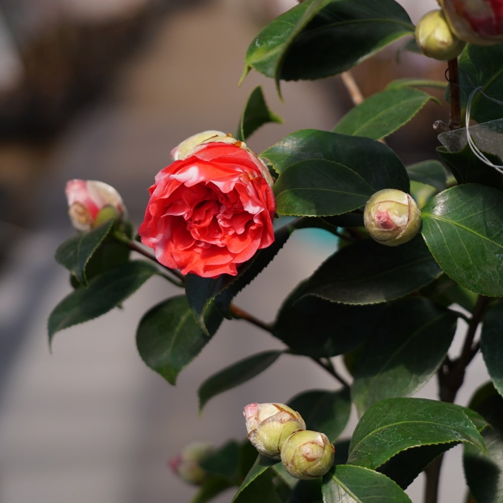 椿 コレッティ 2