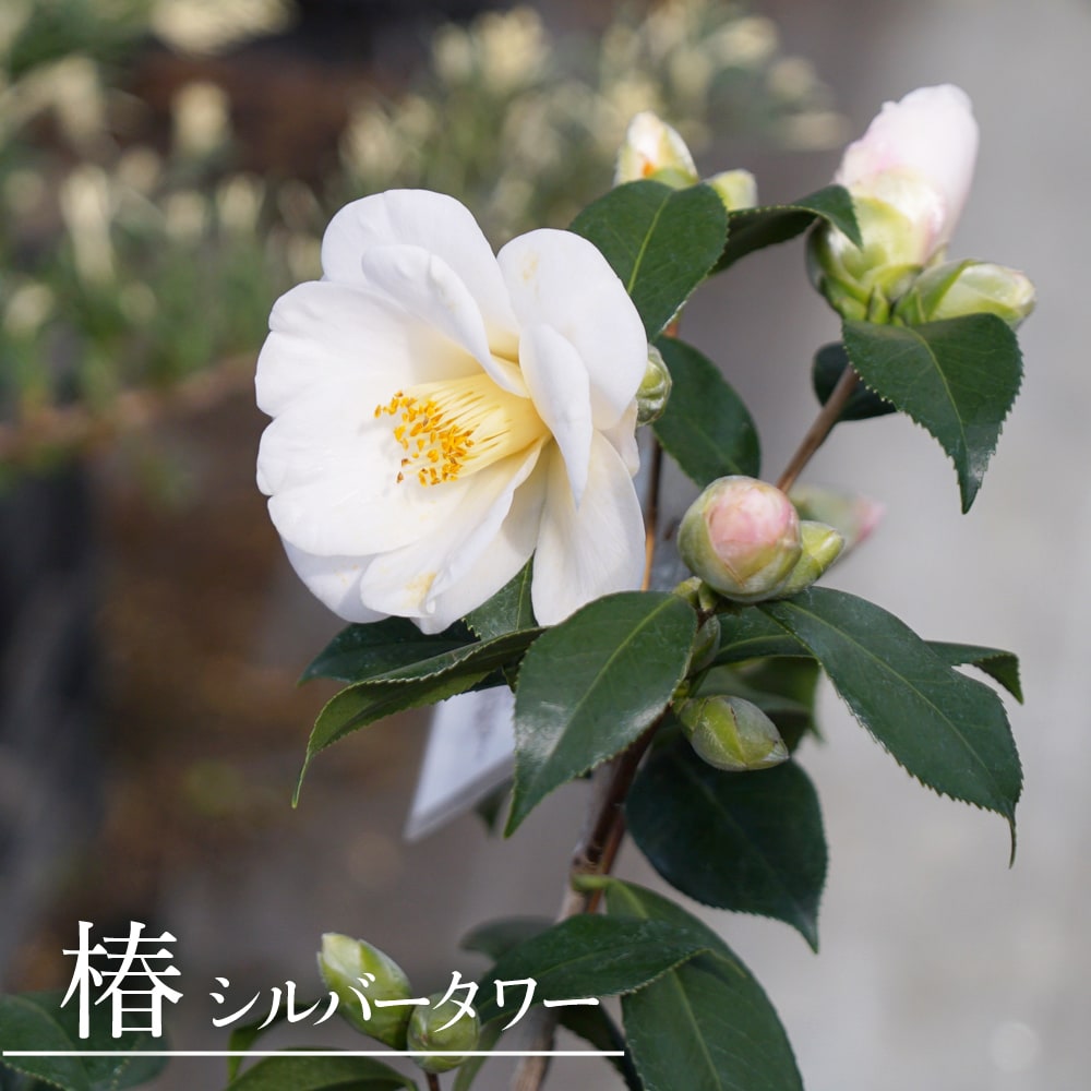 椿 シルバータワー 