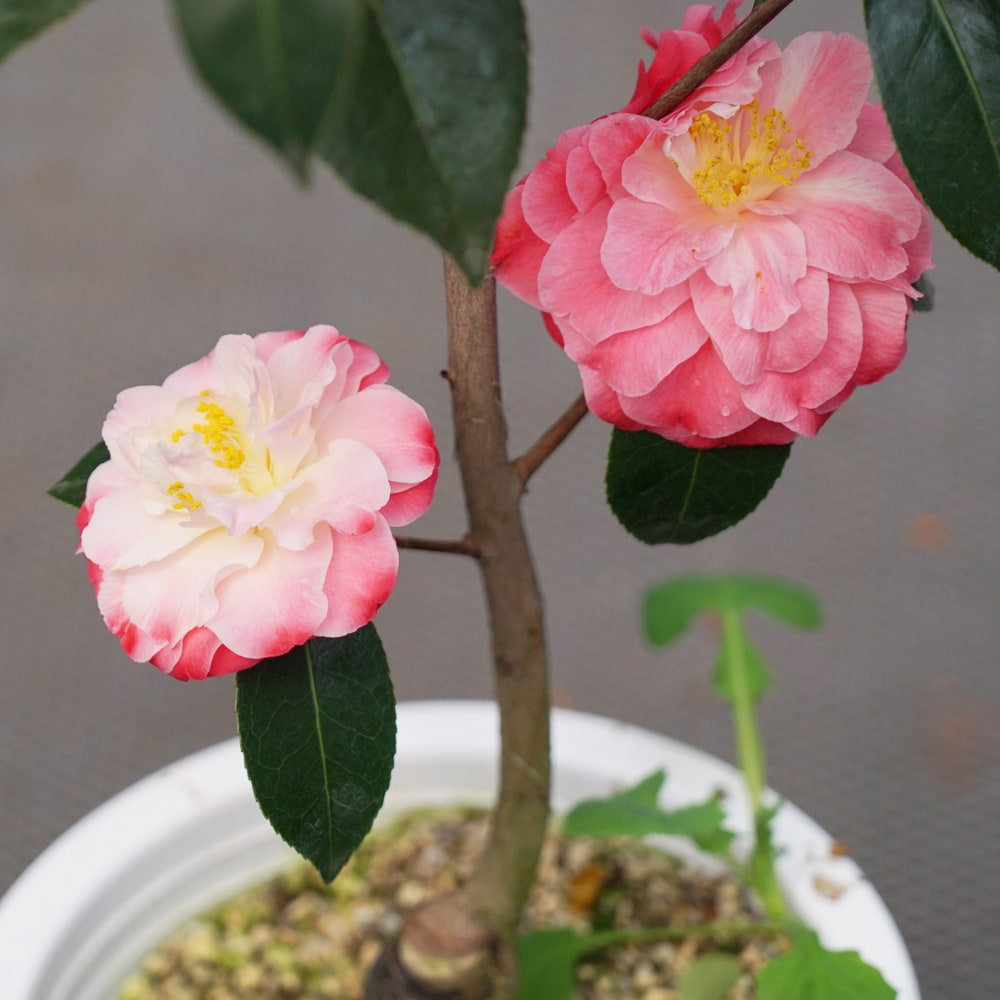 椿 スプリングデイズ 3