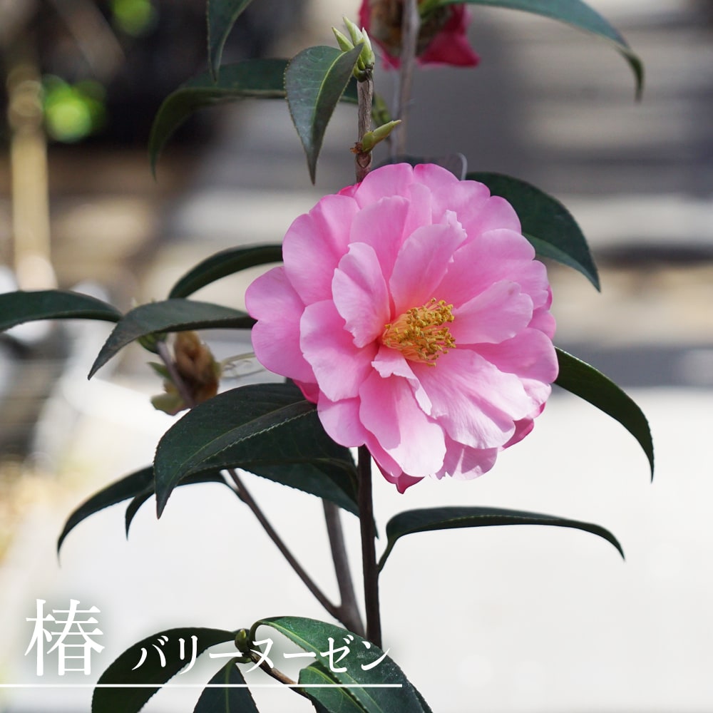 椿 バリーヌーゼン 