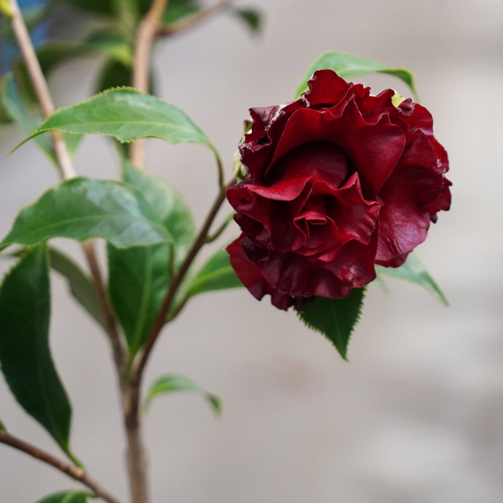 椿 ブラックマジック 苗 販売 苗木部 By 花ひろばオンライン