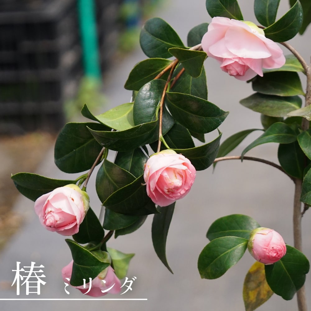 椿 ミリンダ 苗 販売 苗木部 By 花ひろばオンライン
