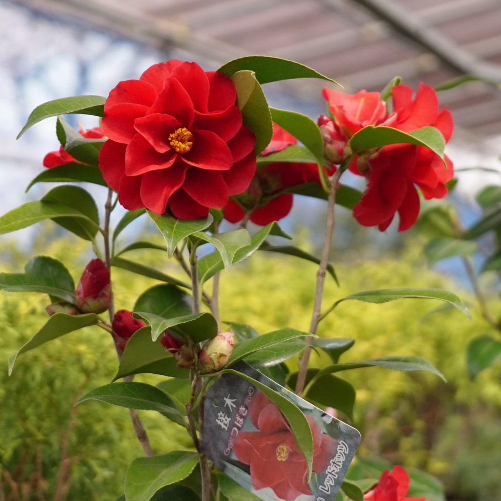 椿 レッドホッツ 苗 販売 苗木部 By 花ひろばオンライン