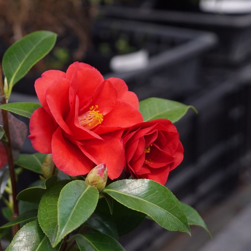 椿 レッドホッツ 3