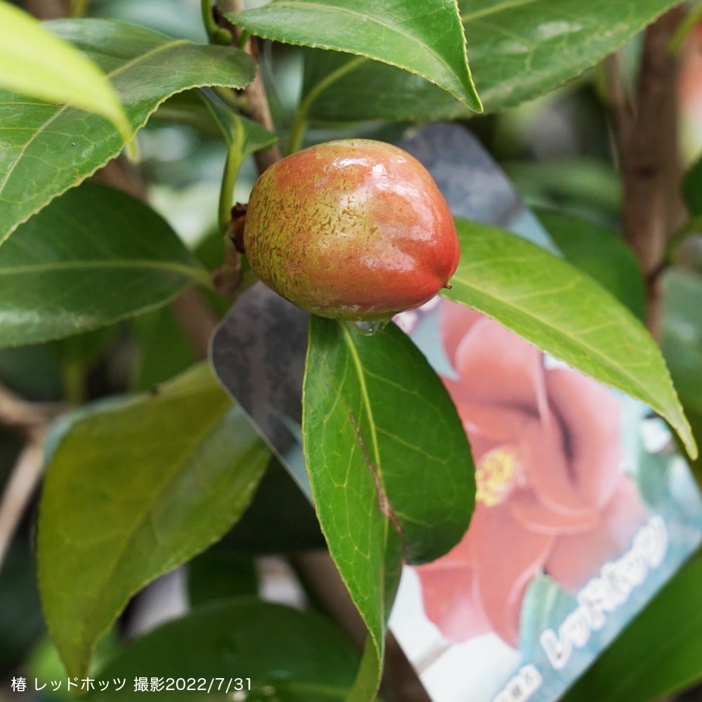 椿 レッドホッツ 4