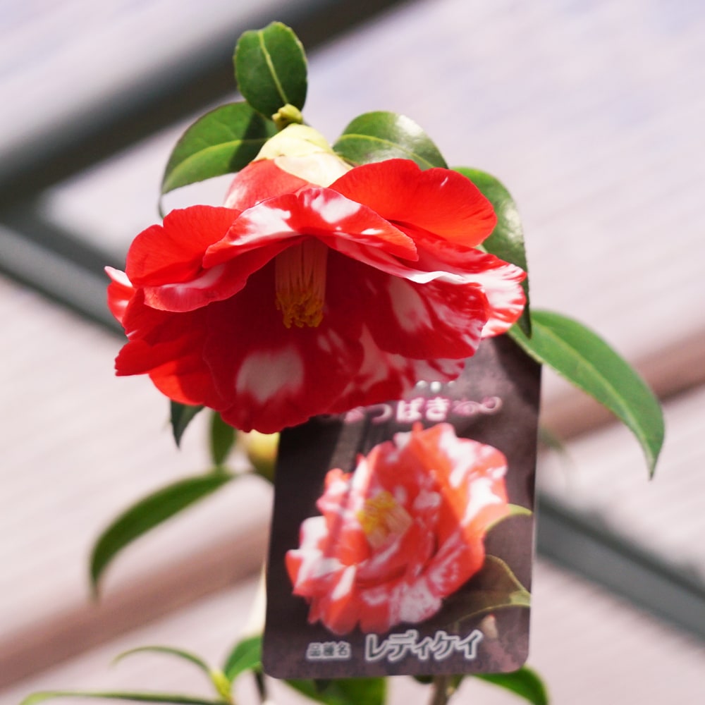 椿 レディケイ 3