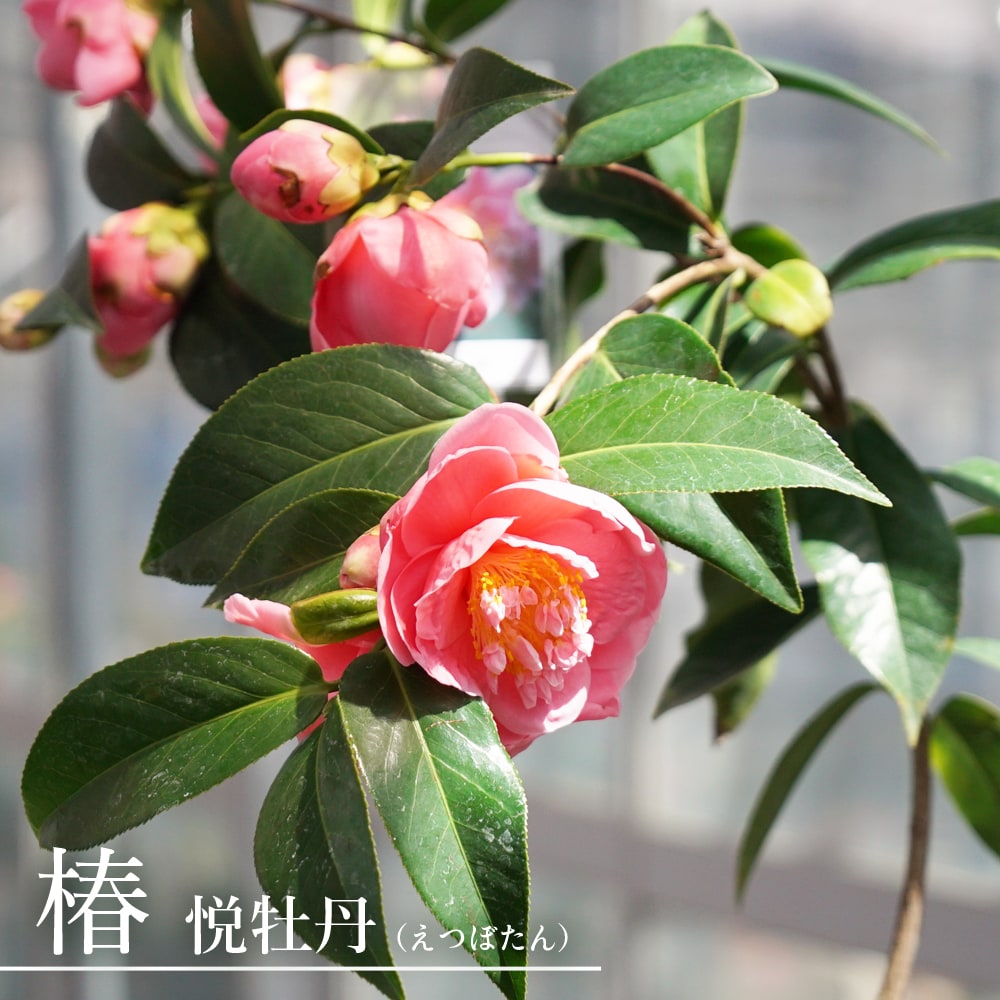 椿 悦牡丹 