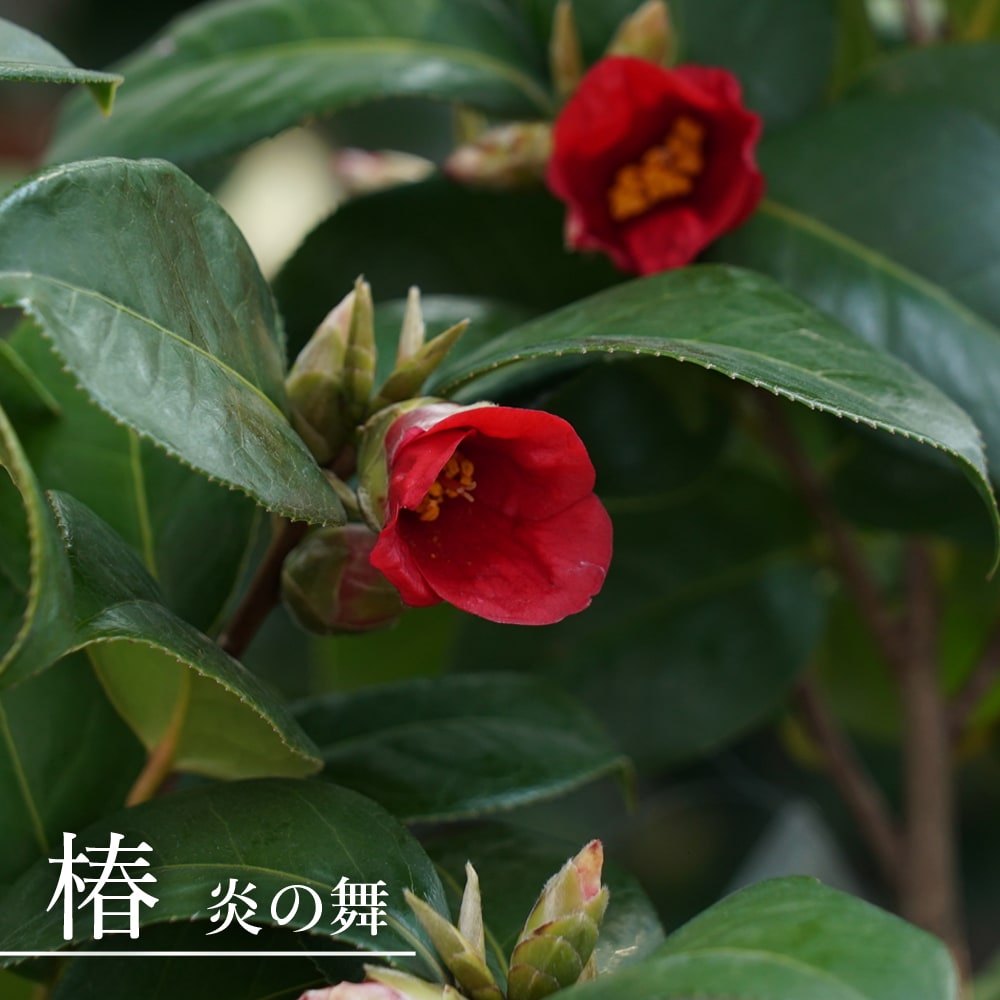 椿 炎の舞 