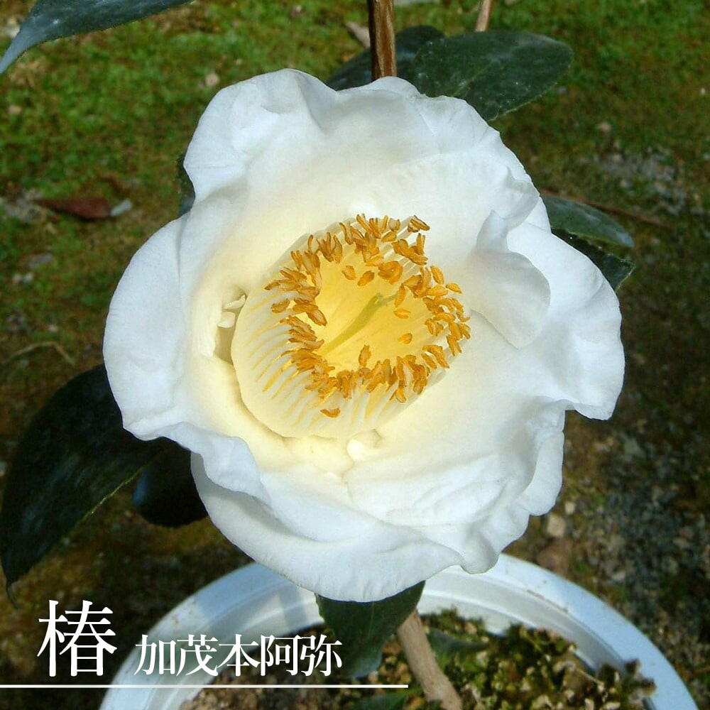 椿 加茂本阿弥 苗 販売 苗木部 By 花ひろばオンライン