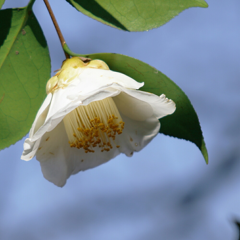 椿 加茂本阿弥 苗 販売 苗木部 By 花ひろばオンライン