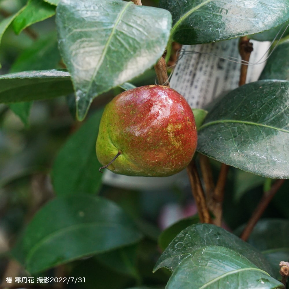 椿 レッドホッツ 4