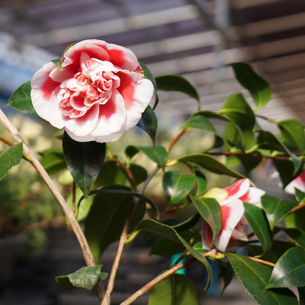 椿 玉ありあけ 4