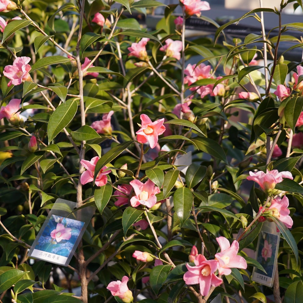 椿 三河数寄屋 2