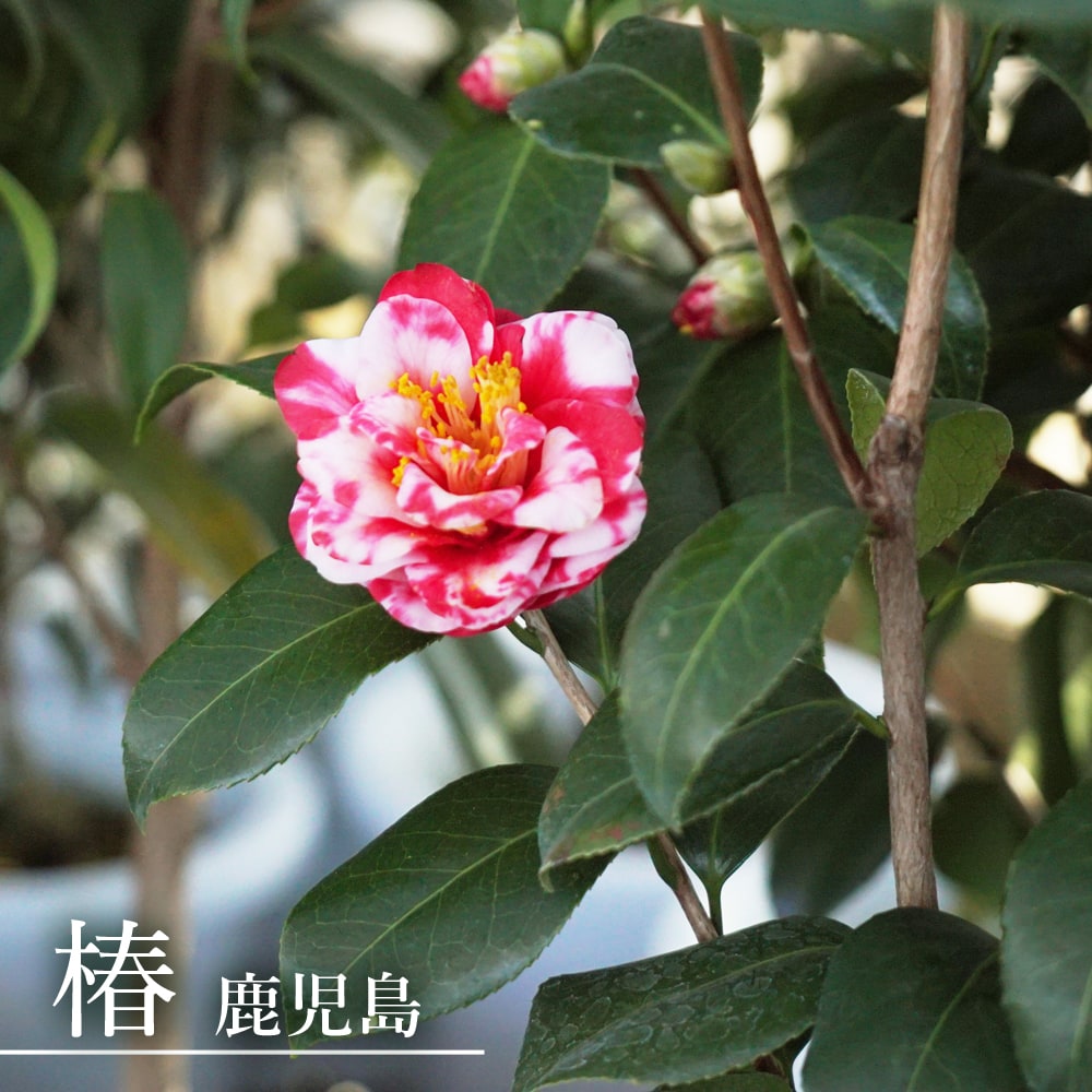 椿 鹿児島 苗 販売 苗木部 By 花ひろばオンライン