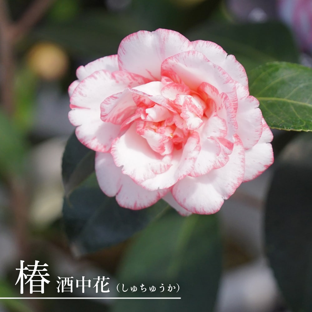 椿 酒中花 