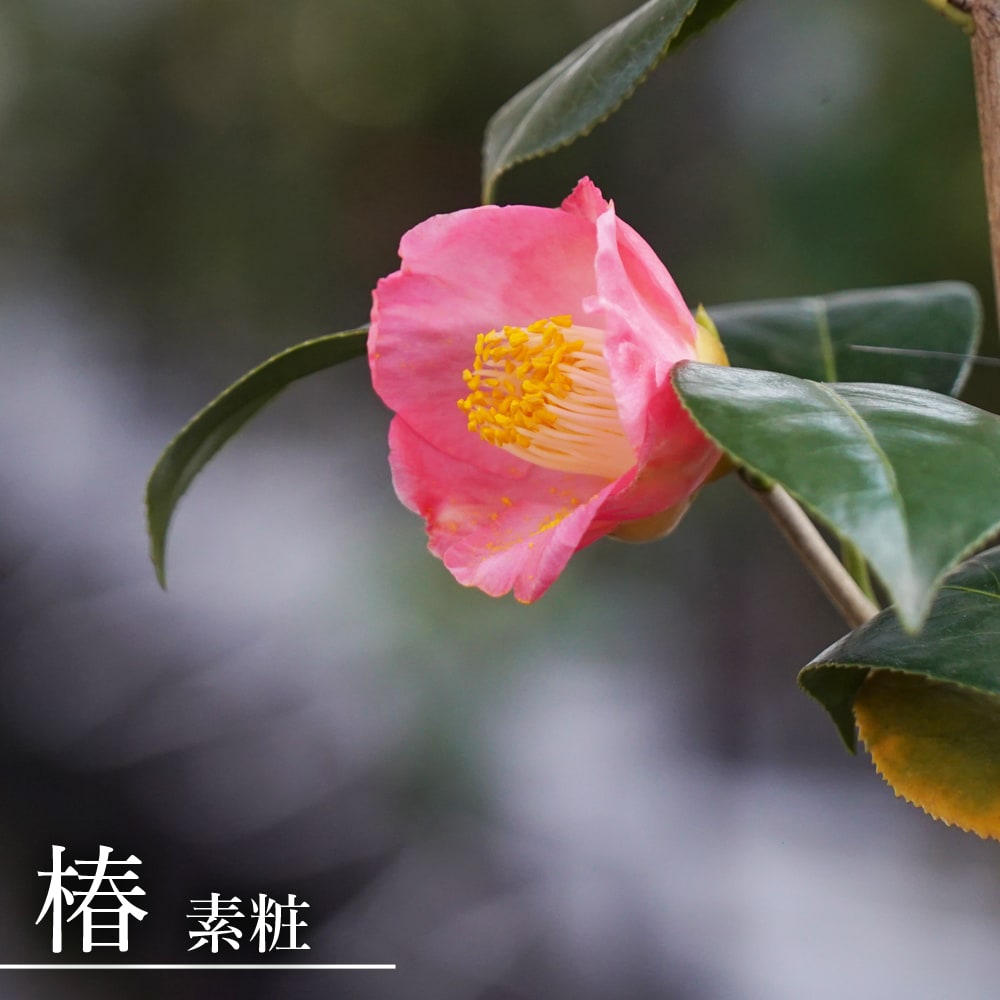 椿 素粧 苗 販売 苗木部 By 花ひろばオンライン