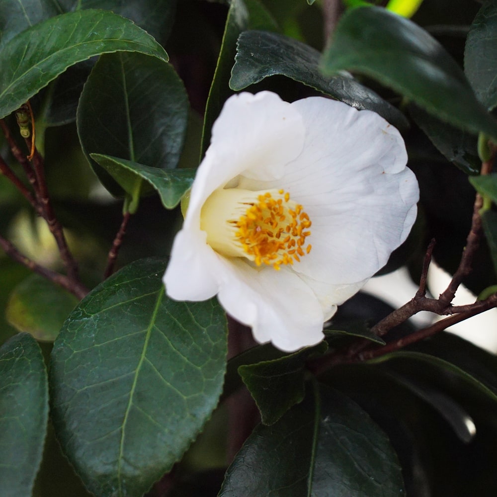 椿 久留米 白ヤブ 2