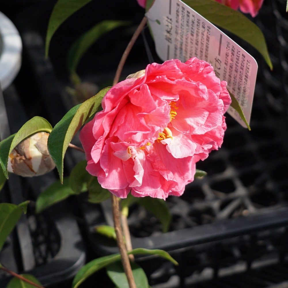 椿 ロイスシナート 2