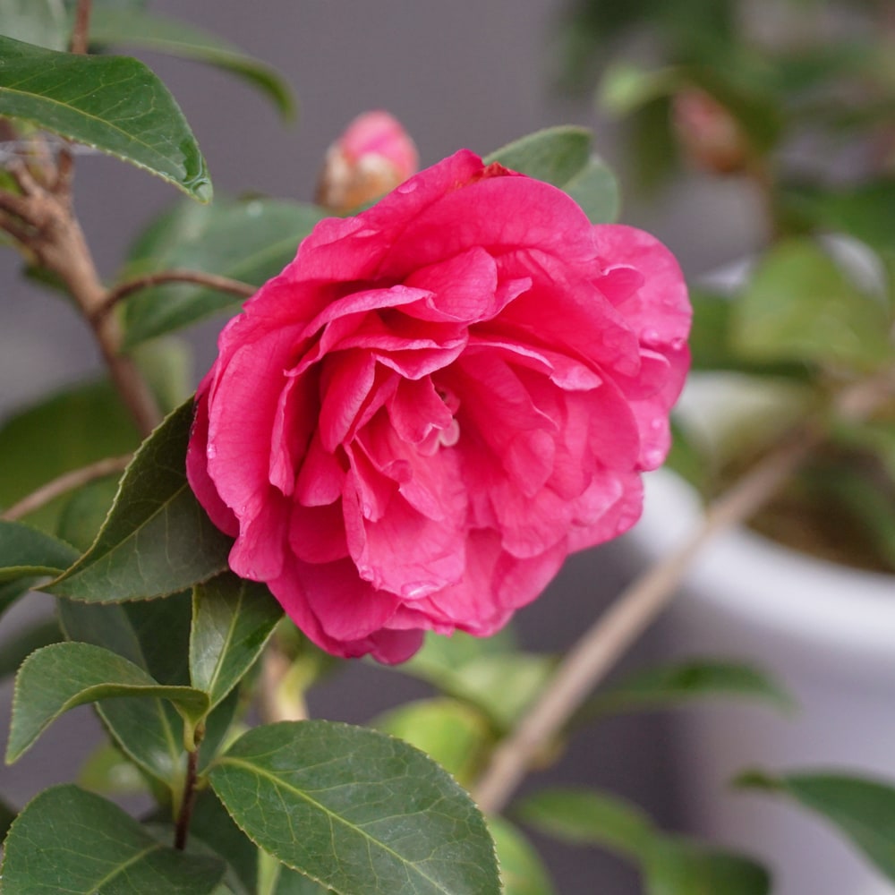 椿 ピオニーガール 3