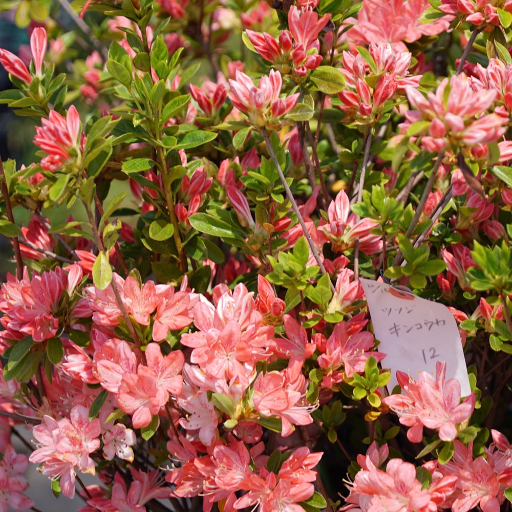 ツツジ キンコウカ 1