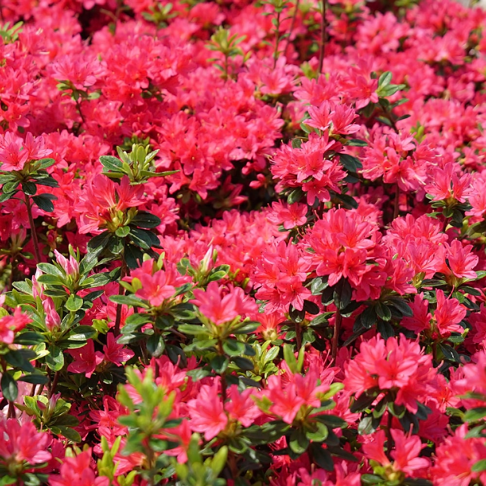 ツツジ 花遊び 1