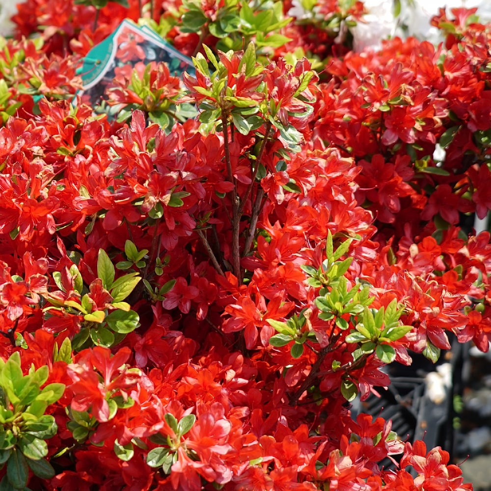 ツツジ 緋の司 1