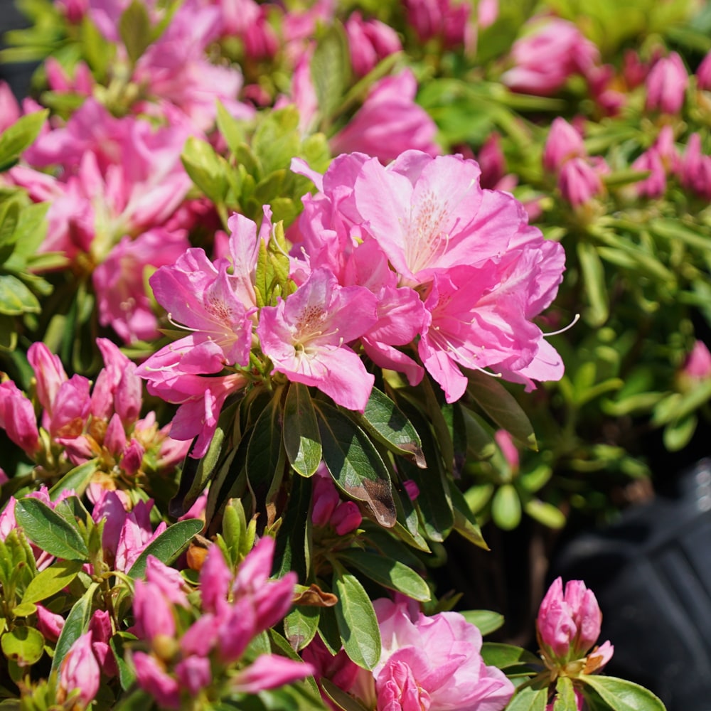 ツツジ 紅石楠花 2