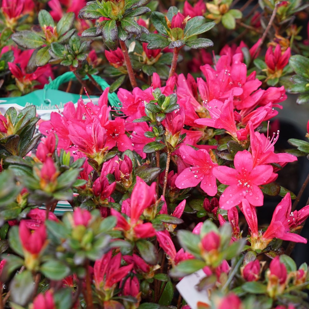 ツツジ 今猩々 1