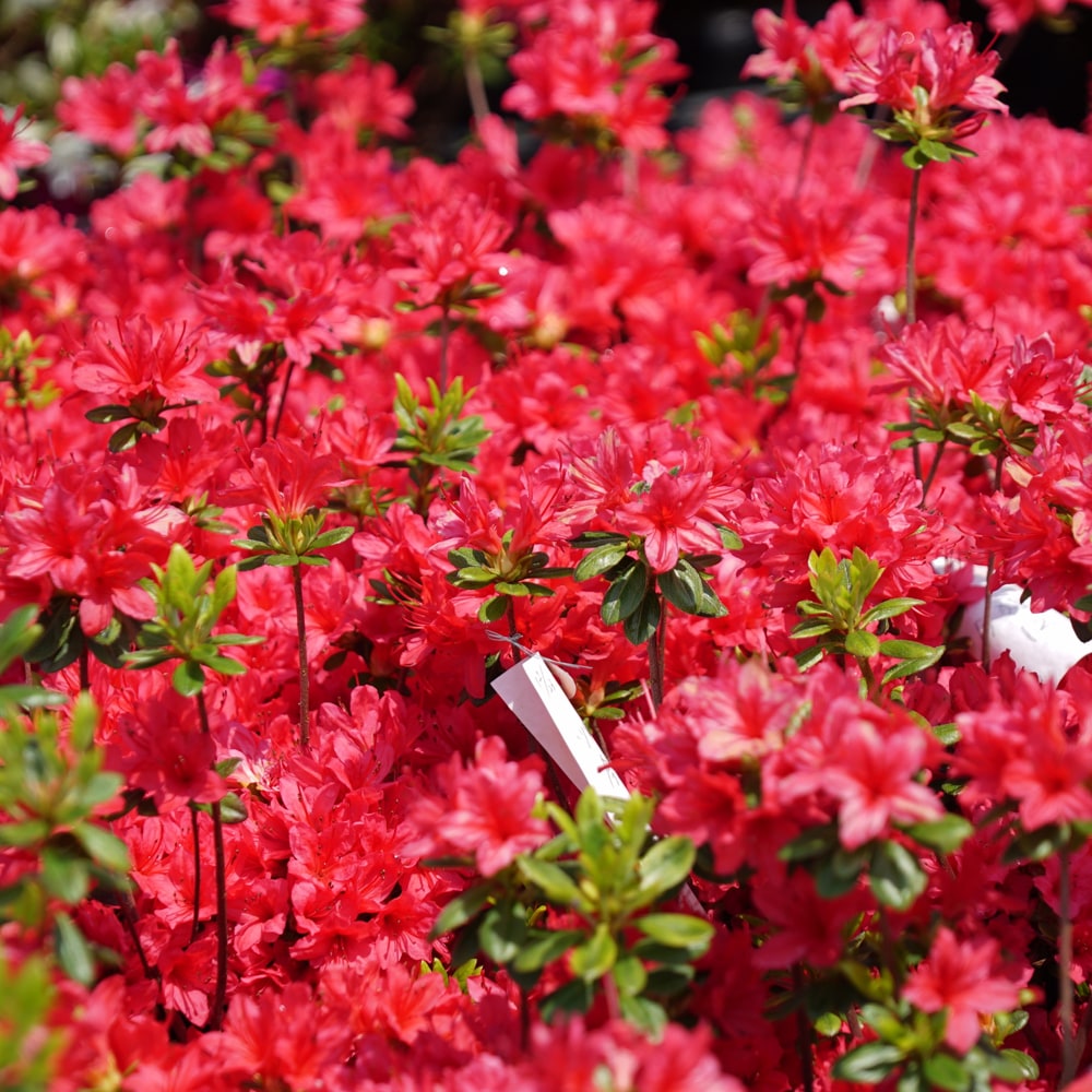 ツツジ 今猩々 2