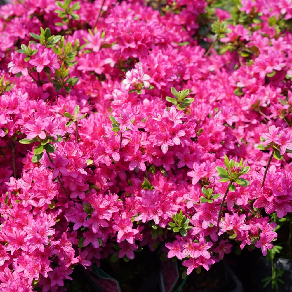 ツツジ 摩耶婦人 2