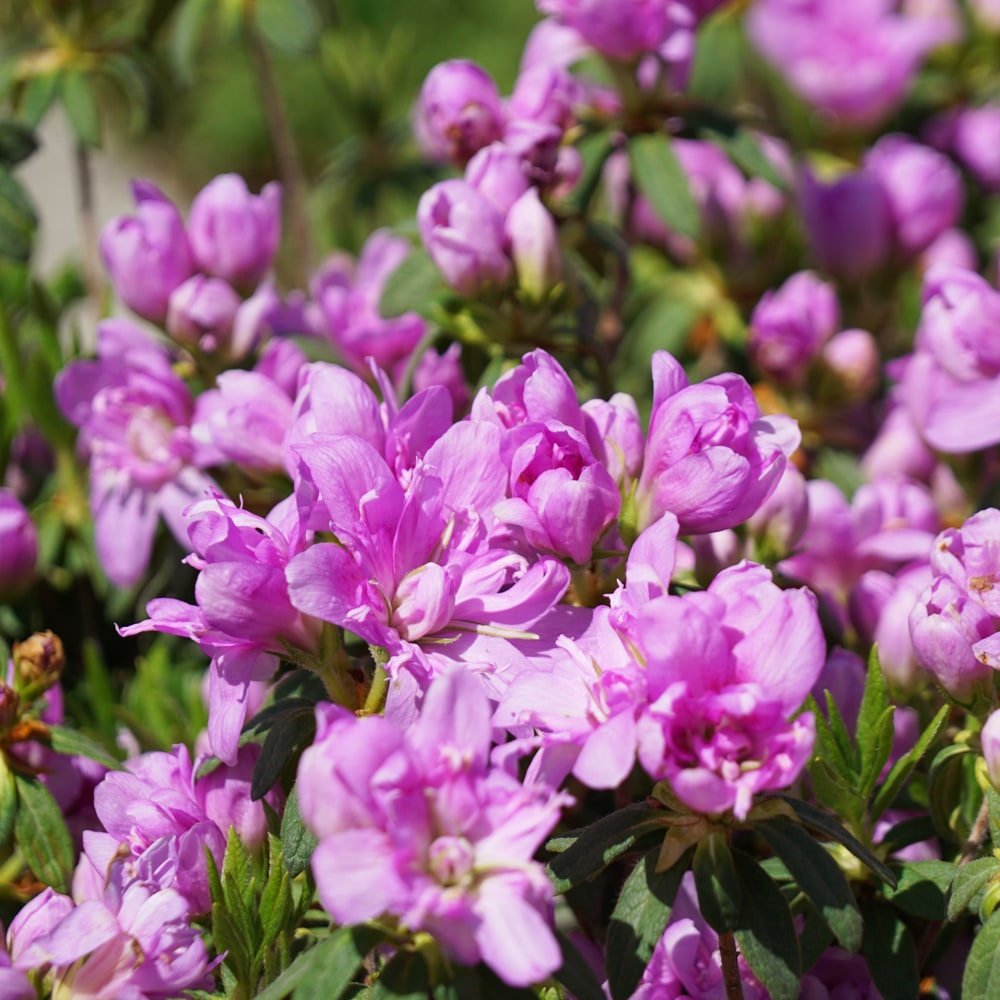 ツツジ 藤万葉 苗 販売 苗木部 By 花ひろばオンライン