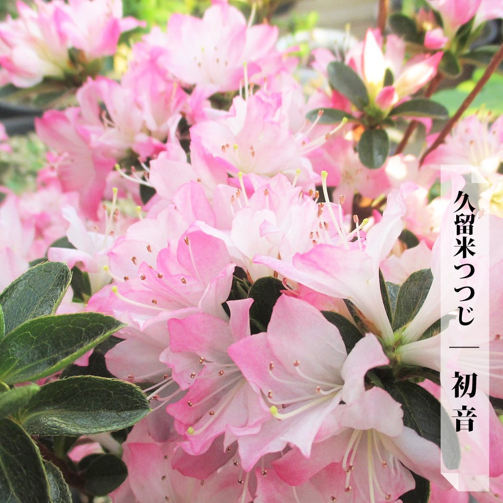 ツツジ 初音 