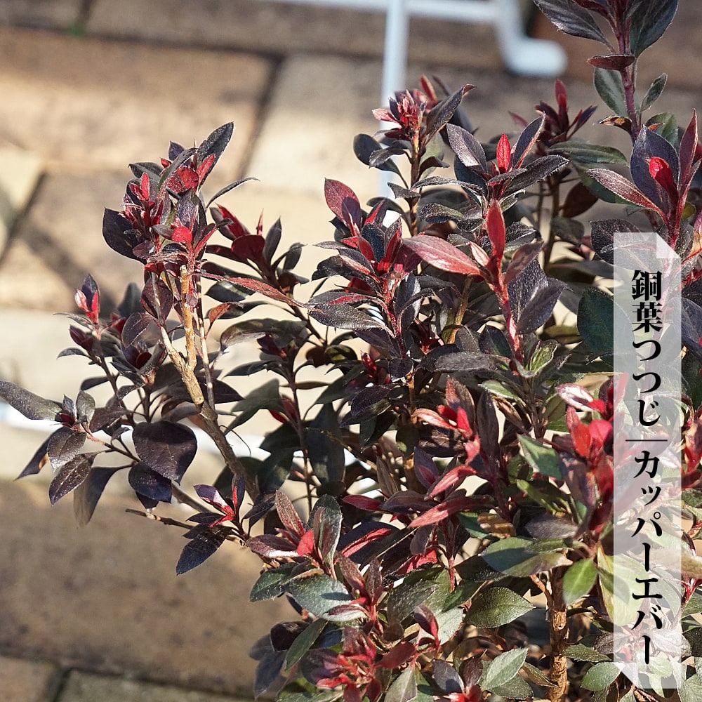 ツツジ カッパーエバー 2