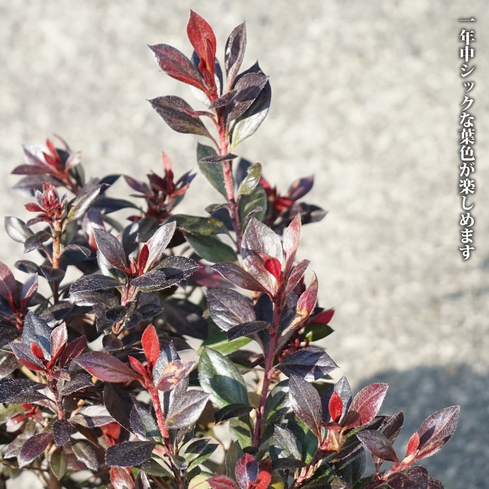 ツツジ カッパーエバー 3