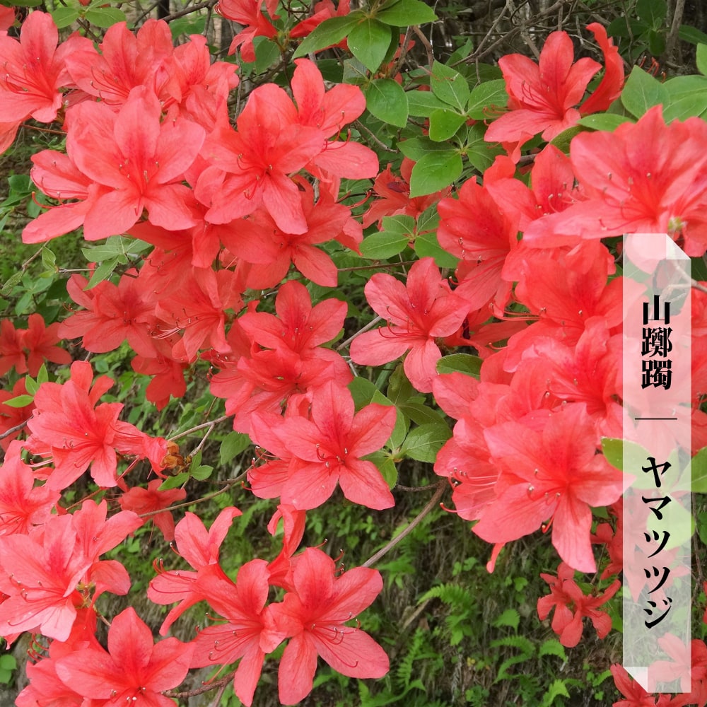 ツツジの通販 苗木部 By 花ひろばオンライン