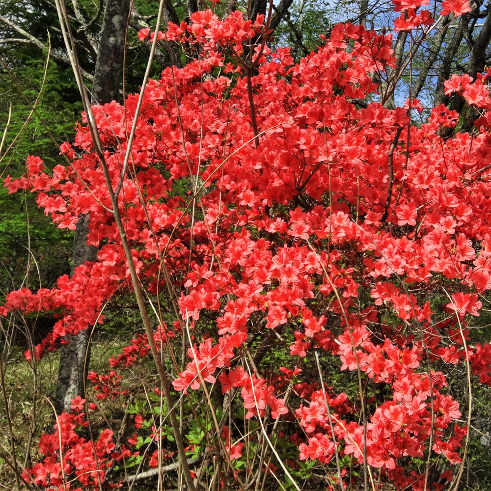 ツツジの通販 苗木部 By 花ひろばオンライン