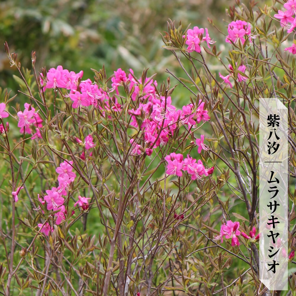 ツツジ ムラサキヤシオ 2